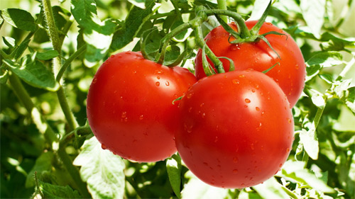 Tomates en Guatemala