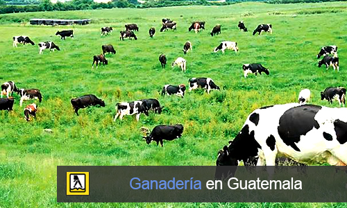 Ganader&iacute;a en Guatemala