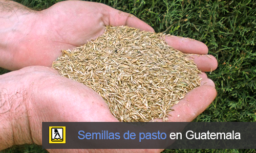 Semillas de pasto en Guatemala