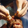 medicina especializada para animales silvestres en guatemala