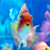 peces para el hogar