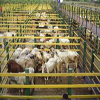 ganaderia en guatemala