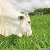 semillas para pasto
