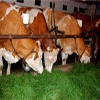 semillas para pasto en guatemala